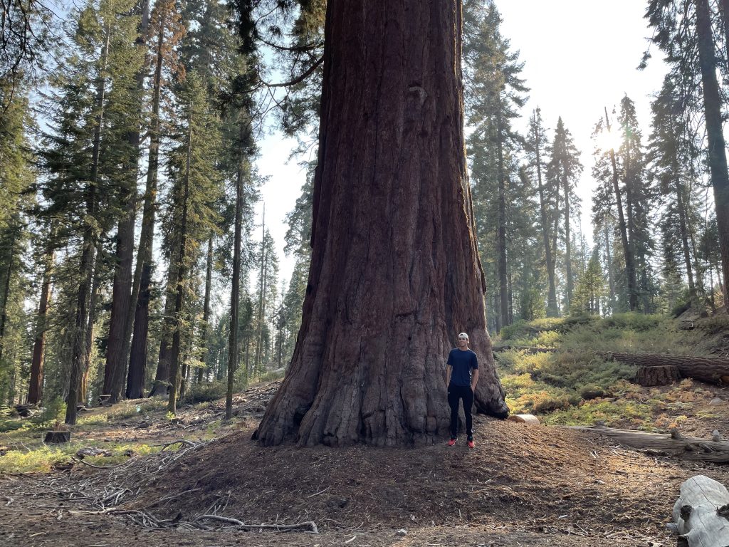 Giant sequoia and ASI's tallest technician