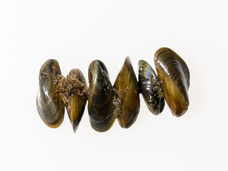 golden mussels